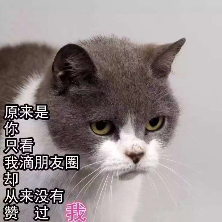 摘抄|最新纯净破解激活版免费下载-图片1